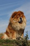CHOW CHOW 412